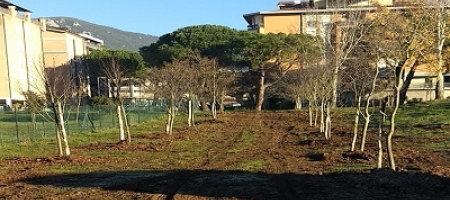 Parco via delle Palme/Palatennis tavolo